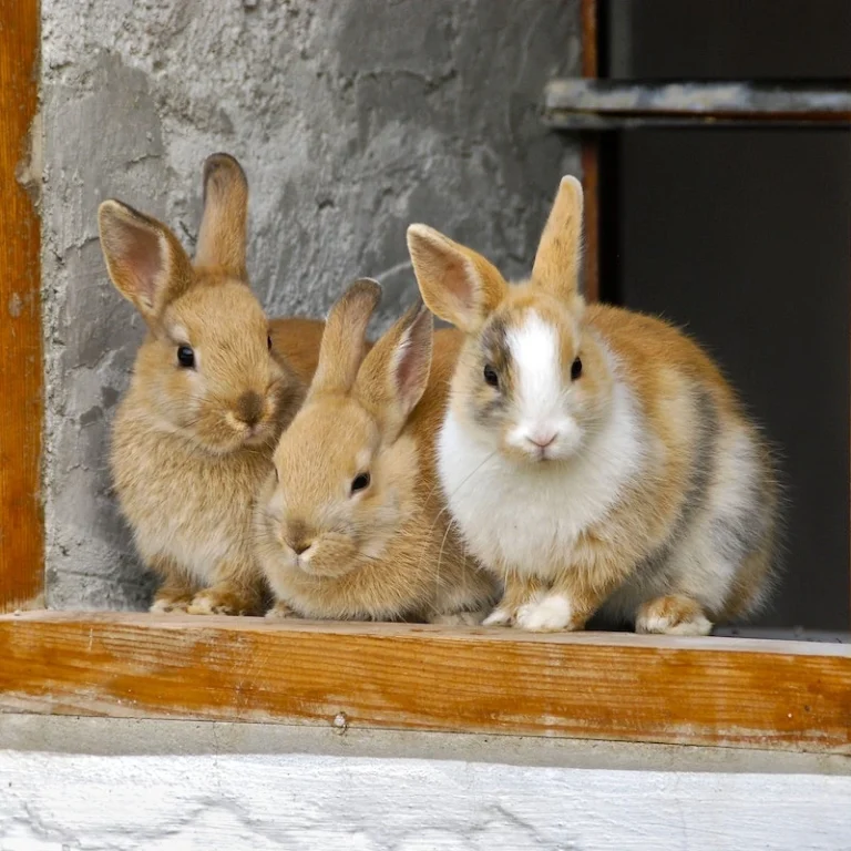 Drei Kanienchen im Fenster.
